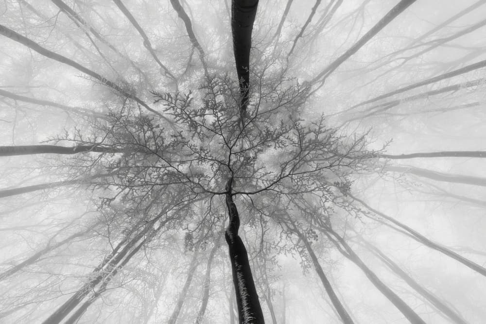 Misty Winter Forest by Tom Pavlasek — canvas wall art
