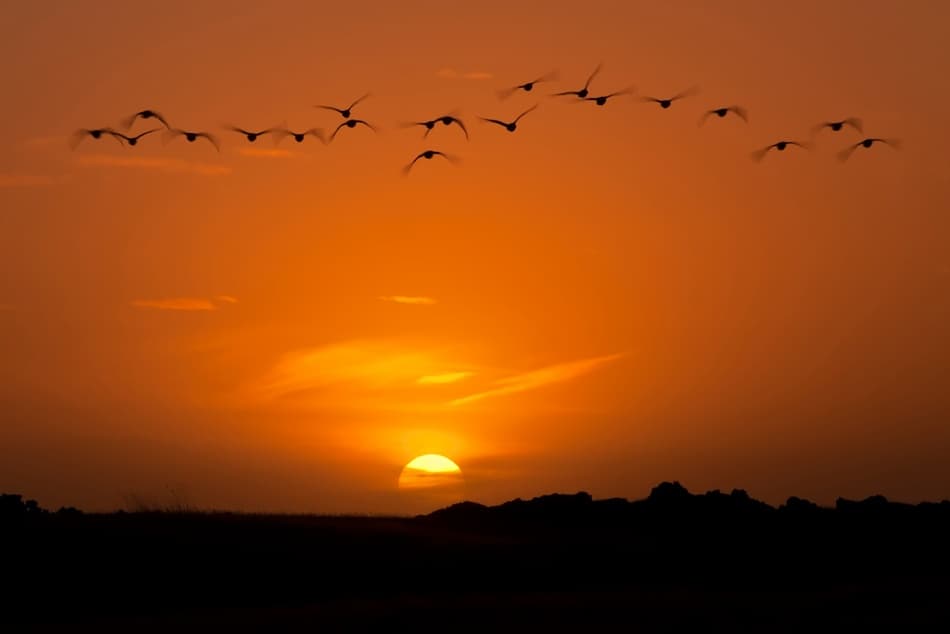 Birds At Sunset by Bragi Ingibergsson - BRIN — canvas wall art