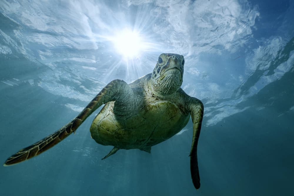 Sunlit Sea Turtle by Serge Melesan — canvas wall art