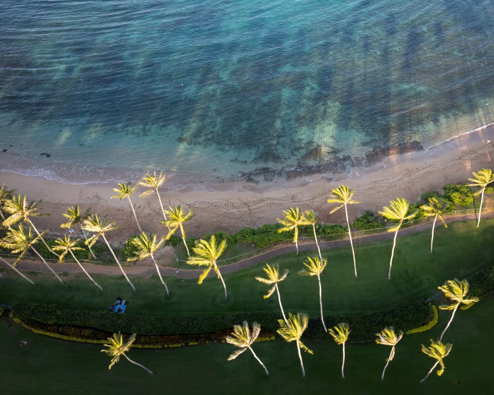 Aerial Palm Beach by Shenshen Dou — canvas wall art