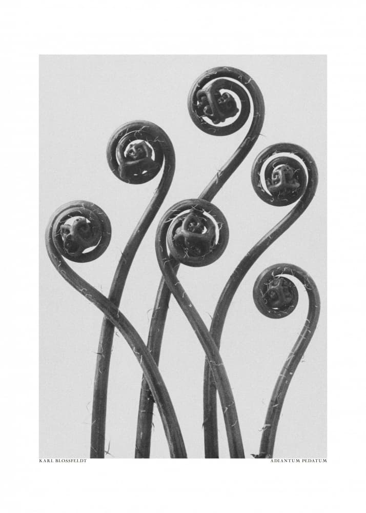 Adiantum pedatum by Karl Blossfeldt — canvas wall art