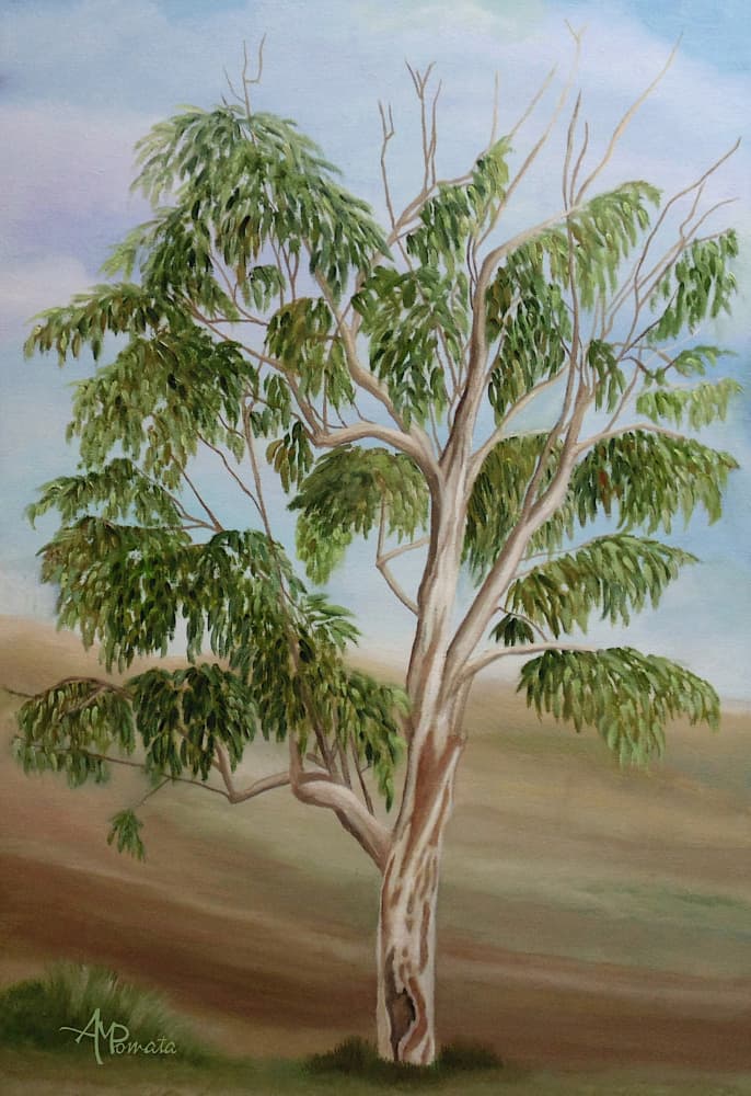 Australian Eucalyptus Tree by Angeles M. Pomata — canvas wall art