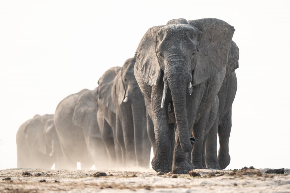 Powerful Elephant Walk by Etienne Steenkamp — canvas wall art