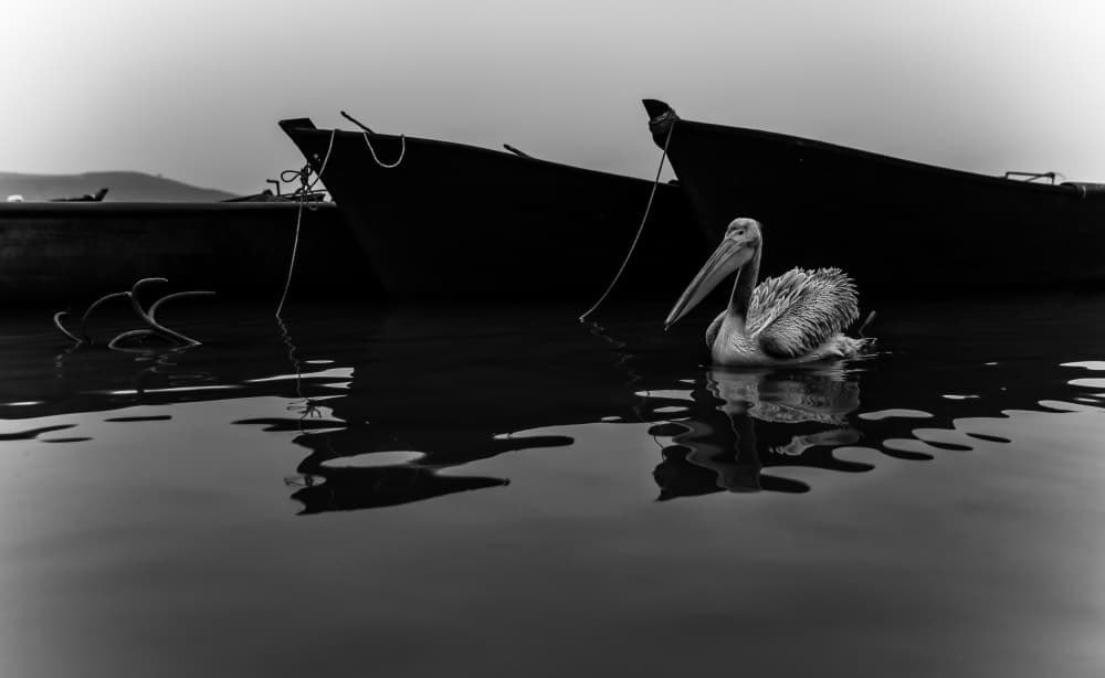 Serene Pelican and Boats by Ummu Nisan Kandilcioglu — canvas wall art