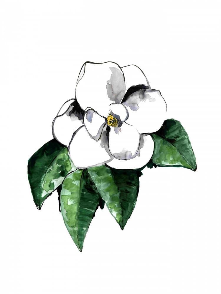 White Magnolia Bloom by Rosana Laiz Blursbyai — canvas wall art