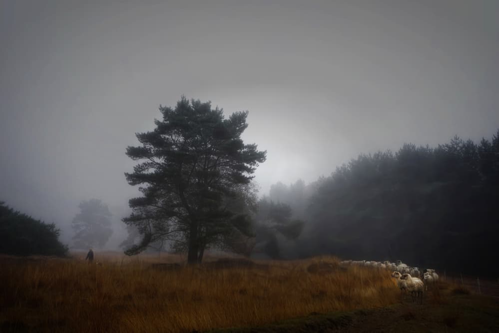 Misty Forest And Sheep by Saskia Dingemans — canvas wall art