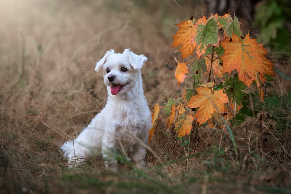 Happy White Puppy in Autumn by Andrii Kazun — canvas wall art