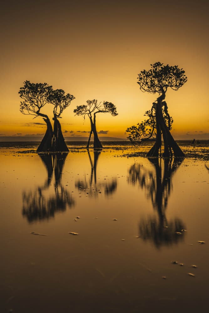 Golden Mangrove Reflections by Joseph Ng — canvas wall art