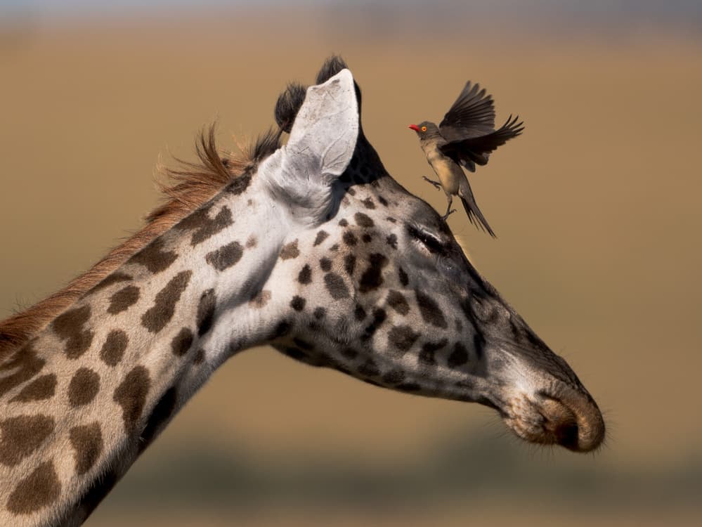 Giraffe and Oxpecker by Tony Yu — canvas wall art