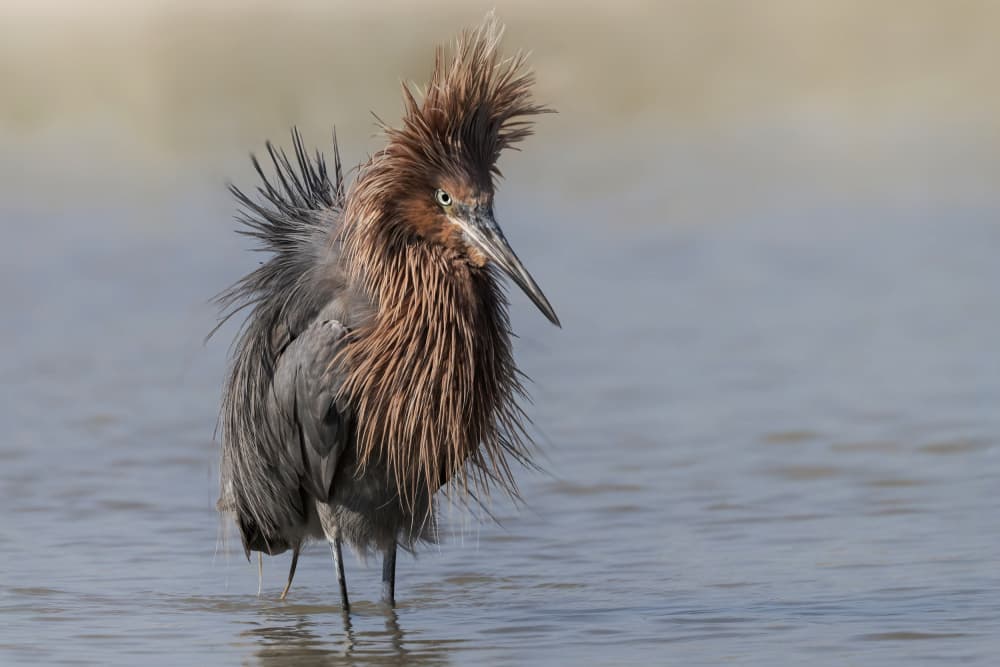 Ruffled Egret Portrait by Linda D Lester — canvas wall art