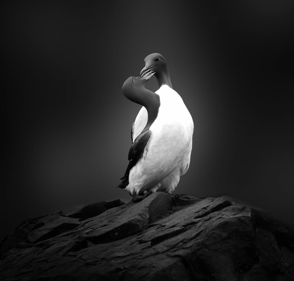 Stark Seabird Embrace by Erik Engström — canvas wall art