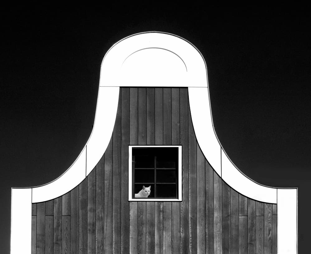 White Cat Window Gable by Alida van Zaane — canvas wall art