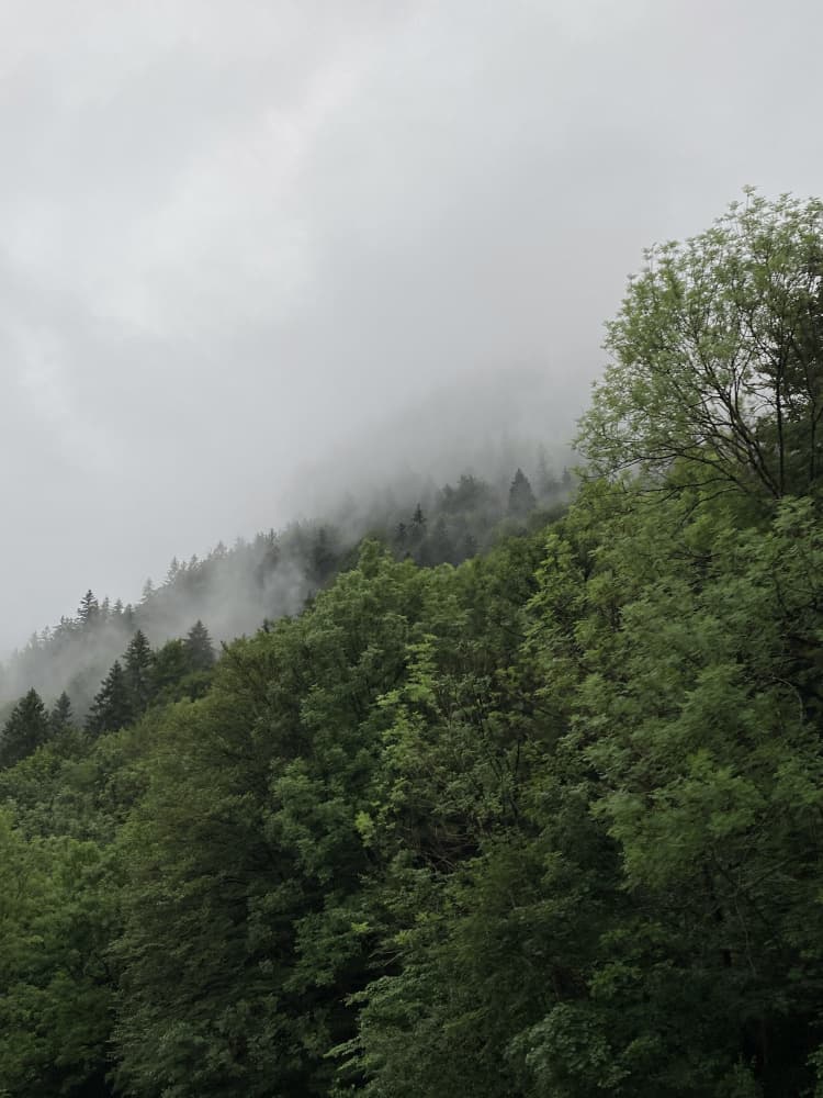 Misty Forest Landscape by Annika John — canvas wall art