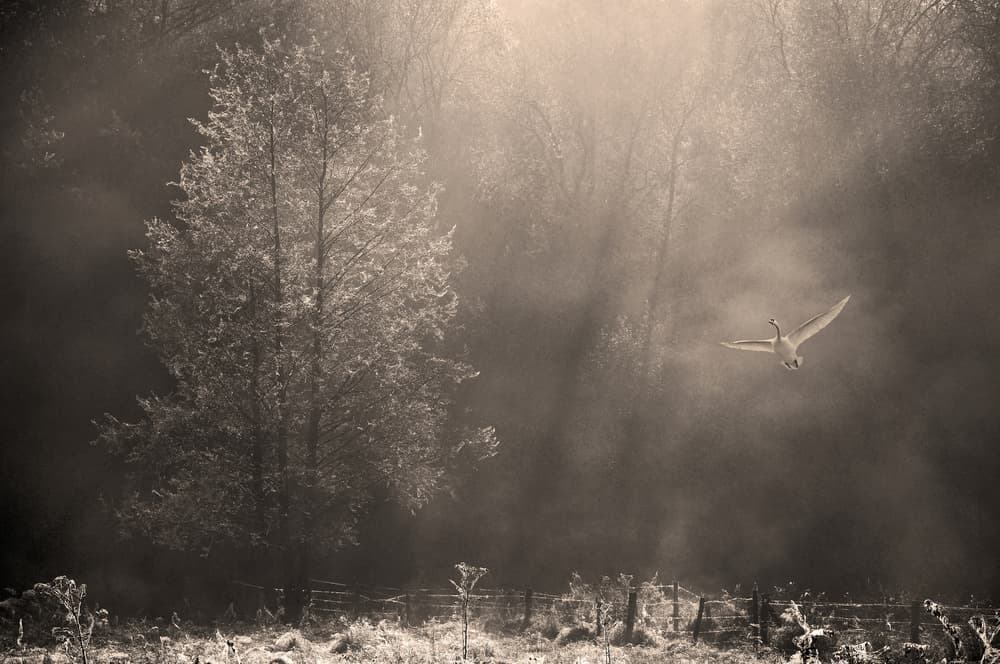 Swan Through Morning Mist by Lou Urlings — canvas wall art