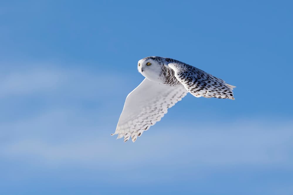 Snowy Owl Soars by Phillip Chang — canvas wall art