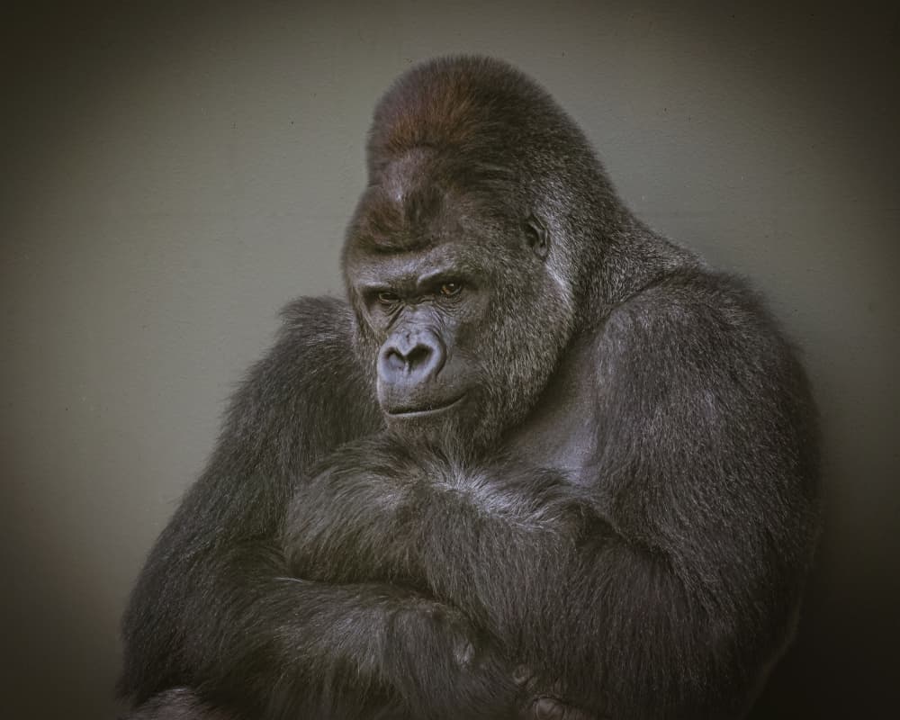 Thoughtful Silverback Gorilla by Takayuki Nakatsuka — canvas wall art