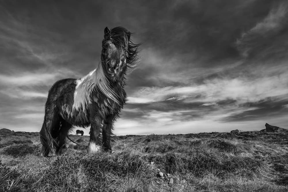 Windswept Wild Horse by Bragi Ingibergsson - BRIN — canvas wall art