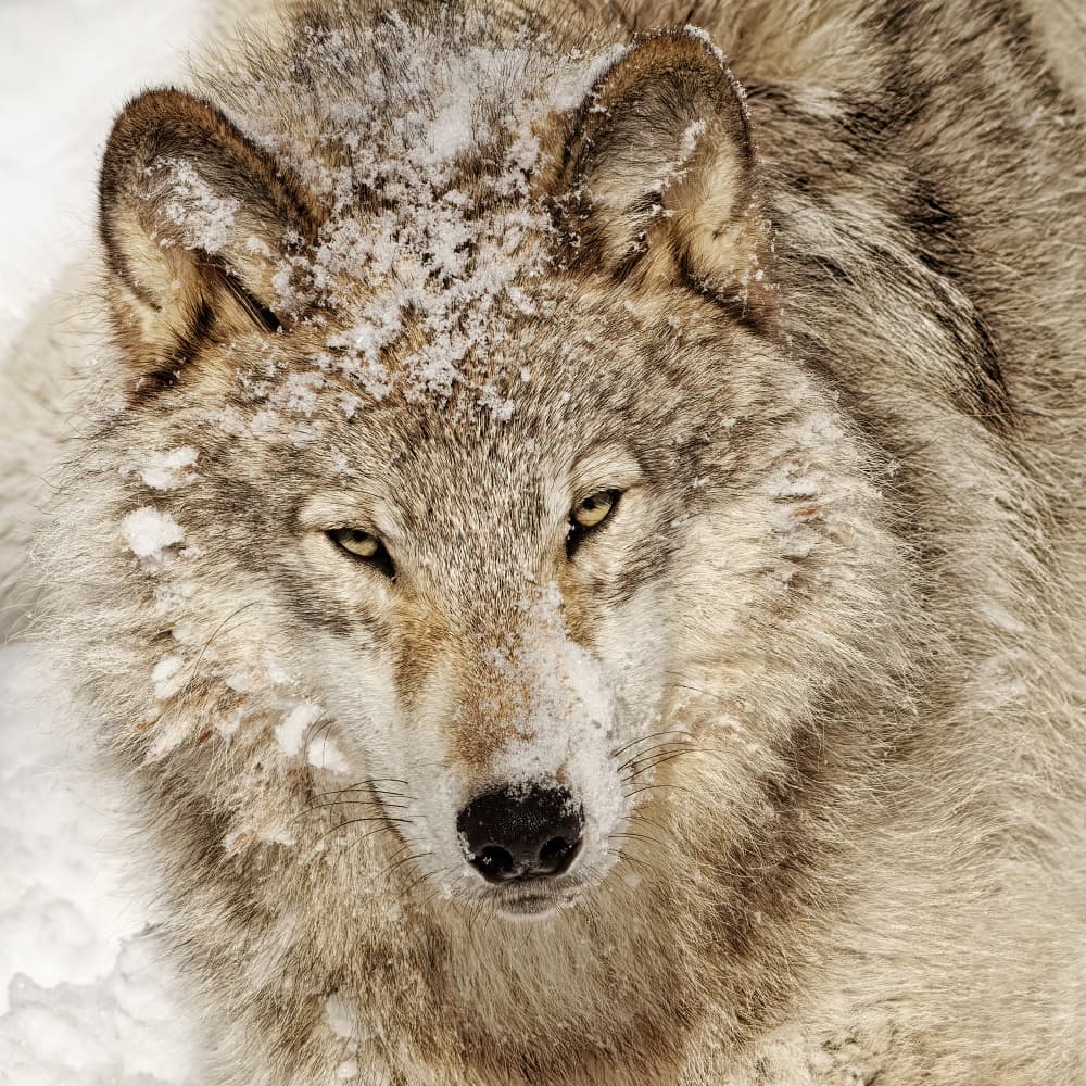 Powerful Wolf Gaze by Lucie Gagnon — canvas wall art