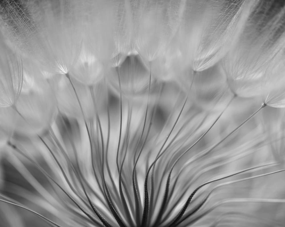 Delicate Dandelion Seeds by Keren Or — canvas wall art