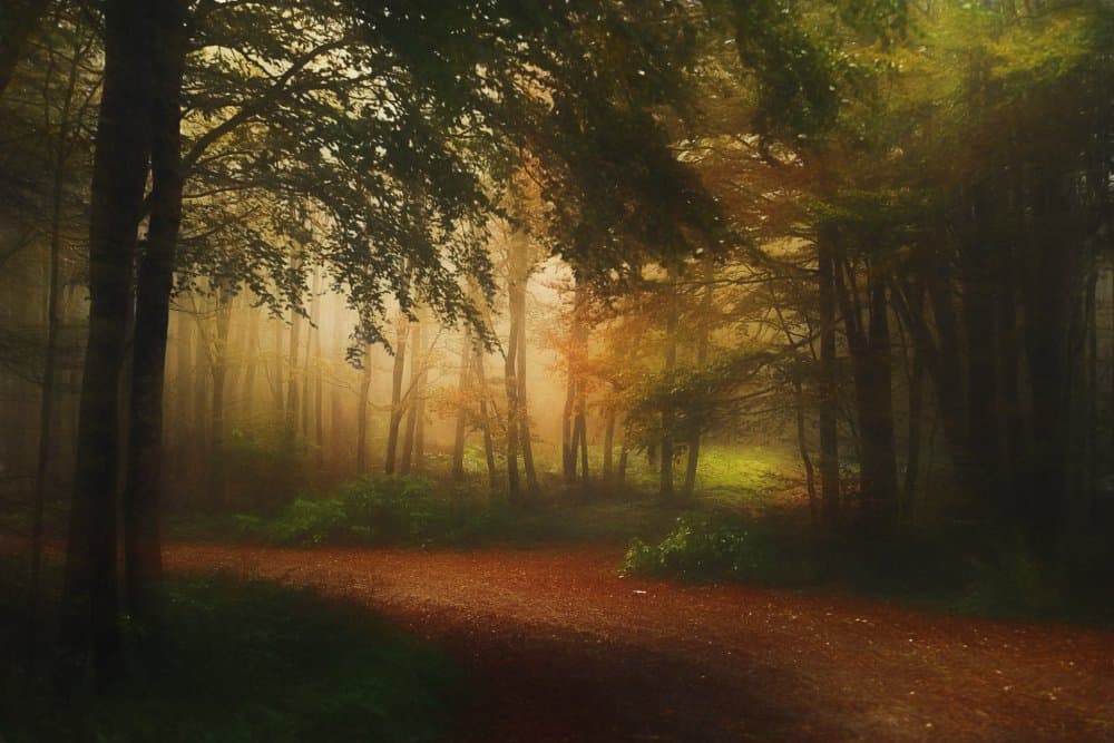 Golden Forest Path by Todor Tanev — canvas wall art
