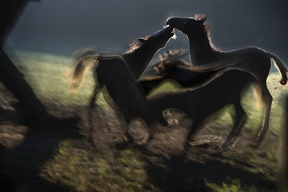 Fight by Milan Malovrh — canvas wall art