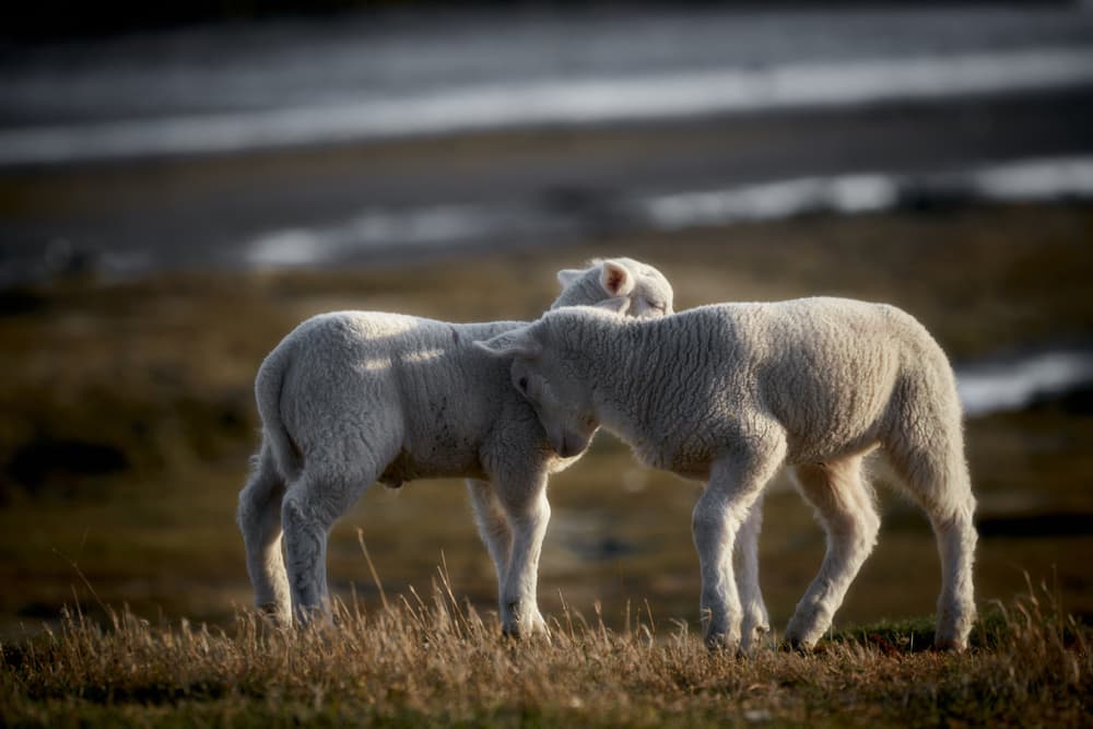 Young Lambs Gentle Embrace by Bodo Balzer — canvas wall art