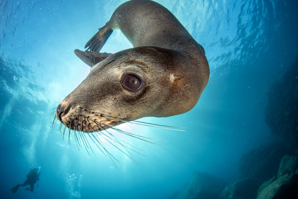 Playful Sea Lion Dive by Andrea Izzotti — canvas wall art