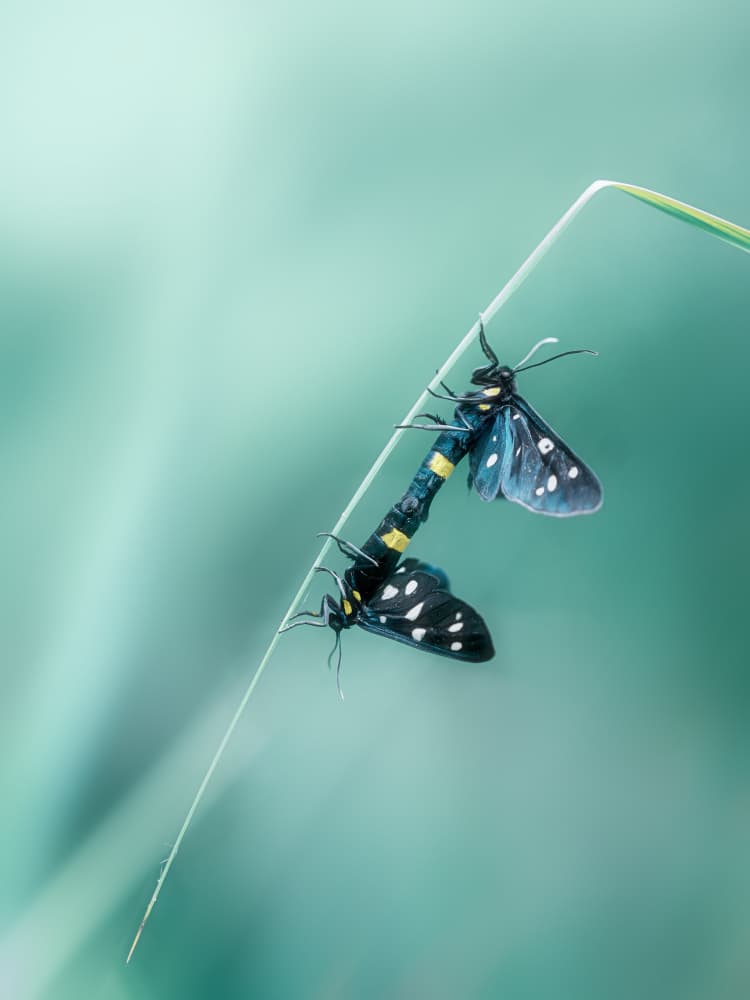 Mating Moths On Grass by Cristiano Giani — canvas wall art
