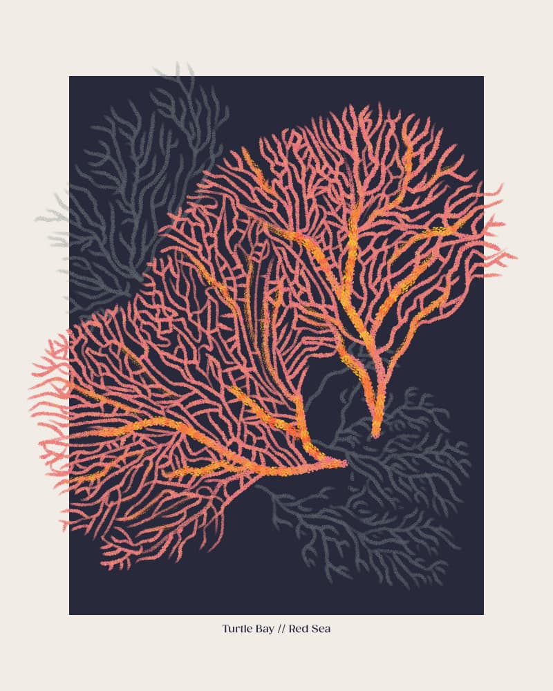 Red Sea Fan Corals