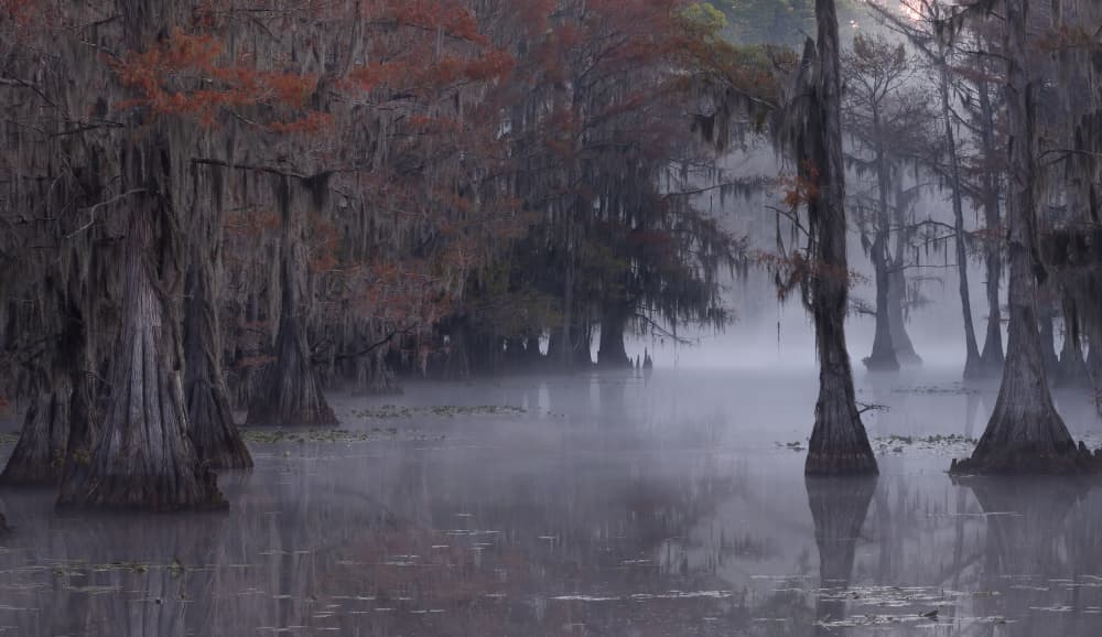 Misty Autumn Cypress Swamp by Johnson Huang — canvas wall art