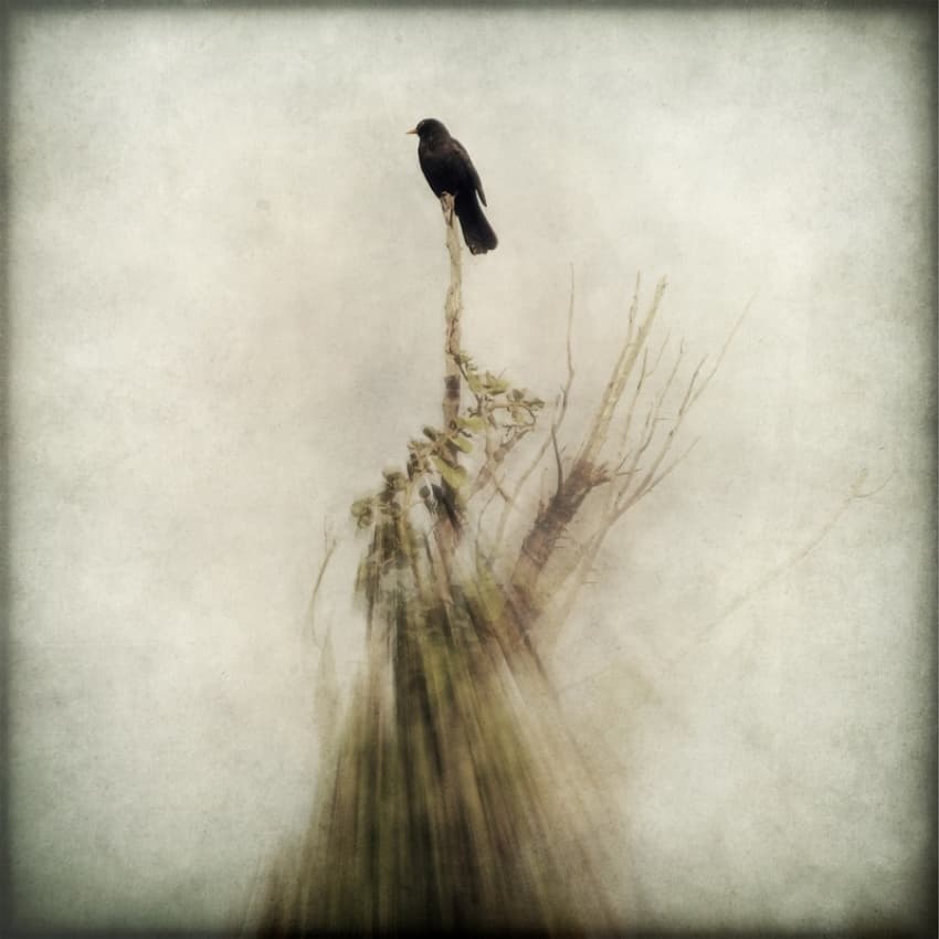 Solitary Black Bird by Vangelis Bagiatis — canvas wall art