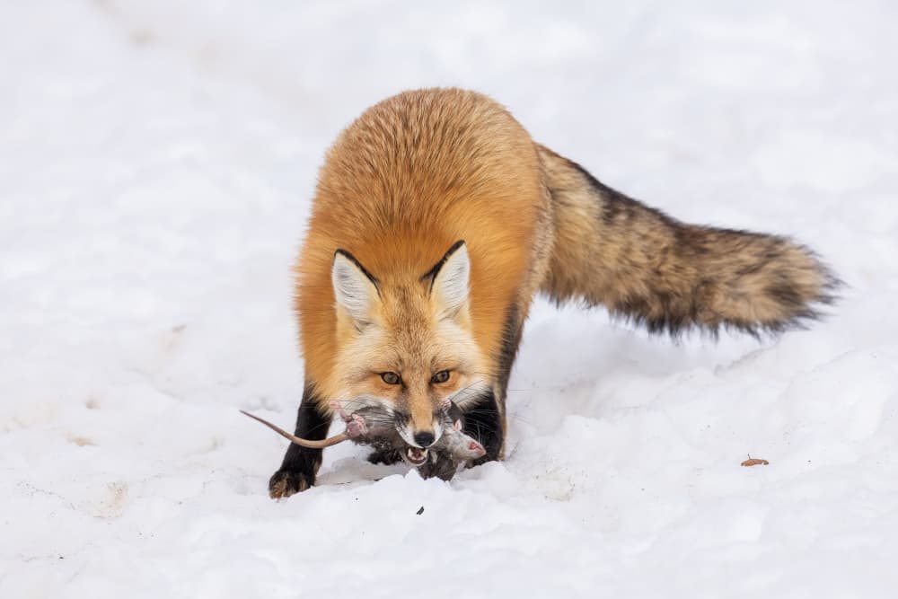 Fox with Winter Prey by Taksing (吉星高照) — canvas wall art