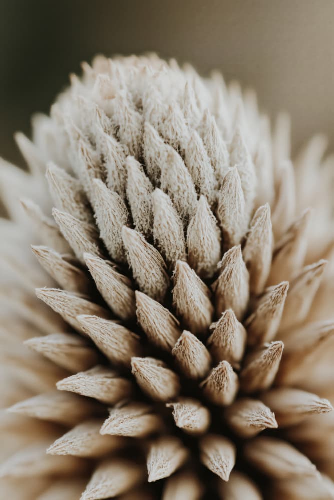Nature's Geometry by Treechild — canvas wall art