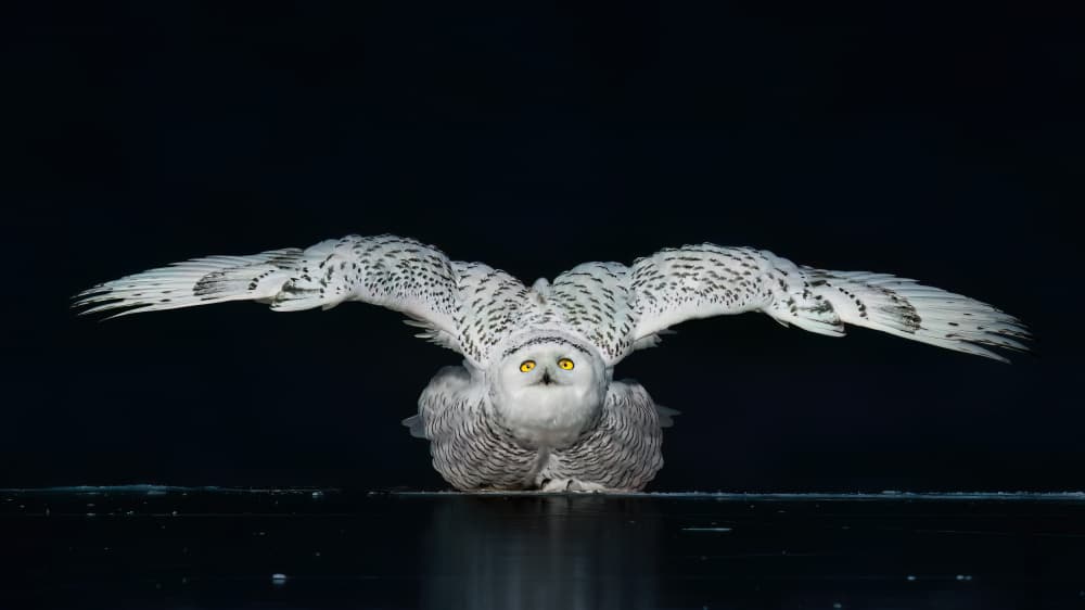 Snowy Owl Wings Spread by Robert Zhang — canvas wall art