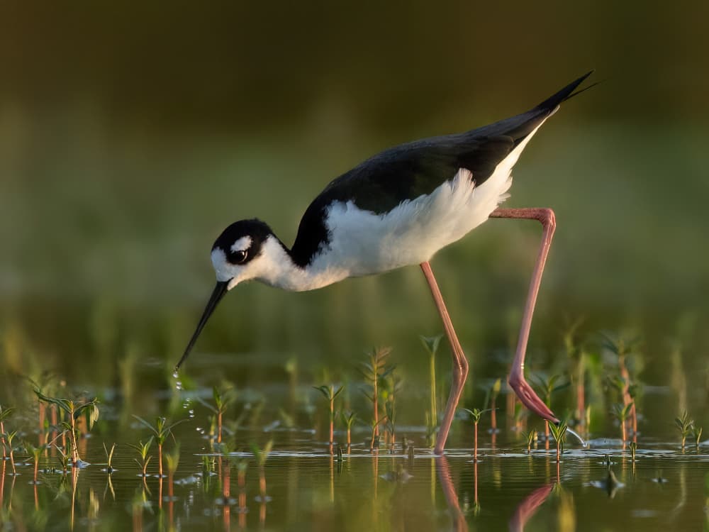 Elegant Stilt In Water by Robert Zhang — canvas wall art