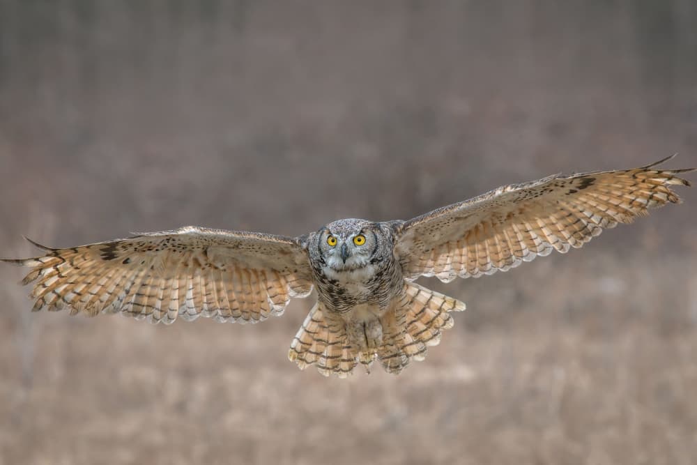 GHO in Flight by Nick Kalathas — canvas wall art