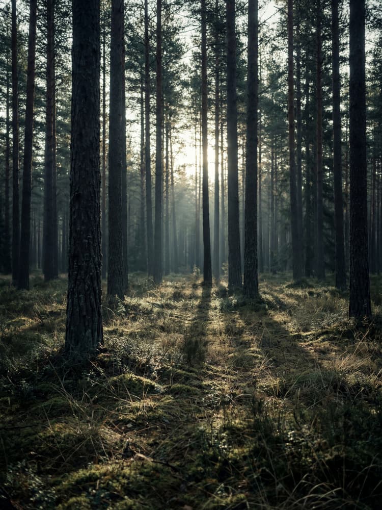 Sunlit Forest Path by Andreas Magnusson — canvas wall art