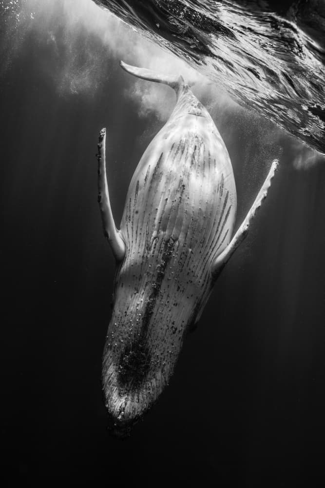 Majestic Humpback Whale by Barathieu Gabriel — canvas wall art