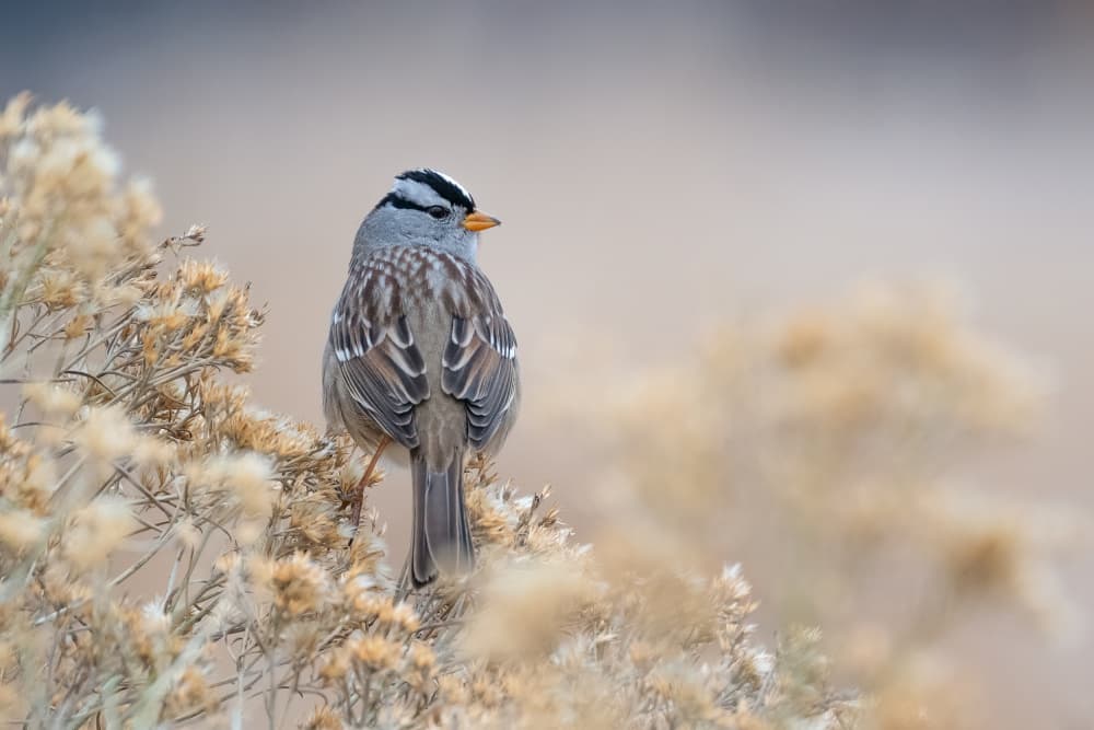 Quiet White-crowned Sparrow by Susanne Landolt — canvas wall art