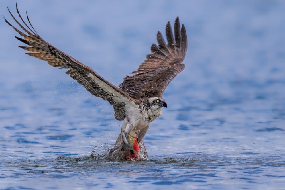 Osprey Catching Fish by Jun Zuo — canvas wall art