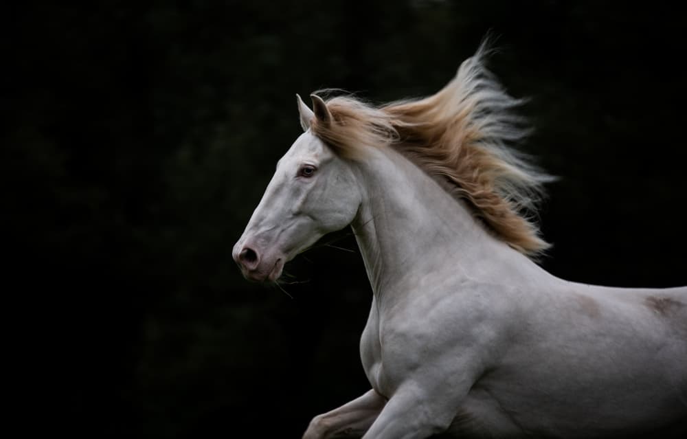 Majestic White Horse by Izabela Ciepła — canvas wall art