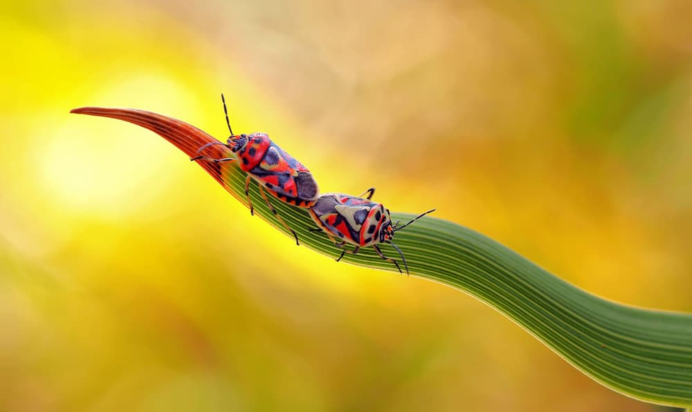 Vibrant Bug Duo by Thierry Dufour — canvas wall art