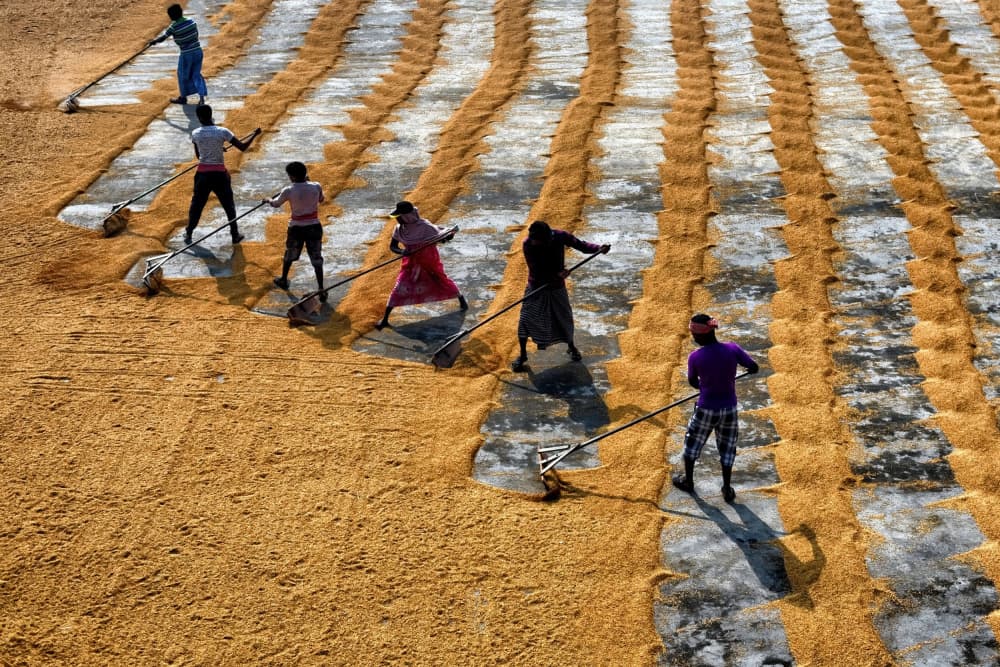 Golden Harvest Drying by Avishek Das — canvas wall art