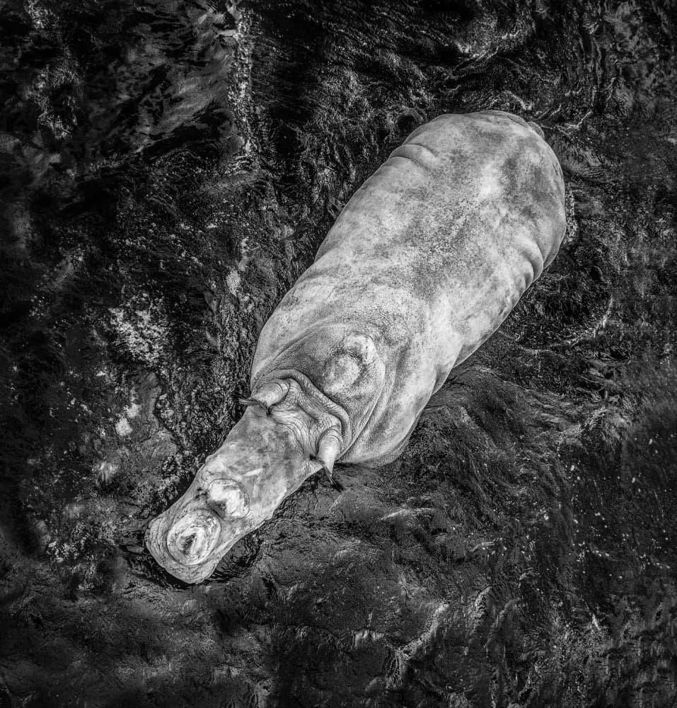 Serene Hippo in Water by Juan Luis Duran — canvas wall art