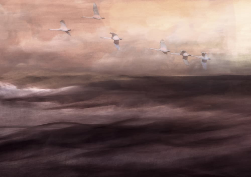 Ethereal Swan Flight by Christina Sillen — canvas wall art