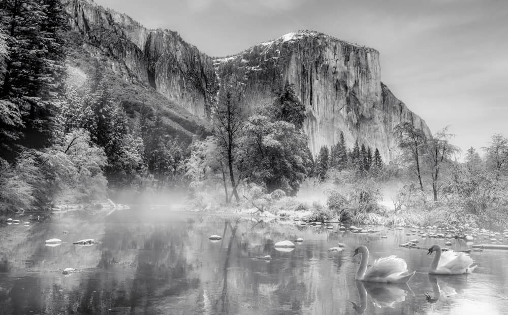 Misty Mountain River Swans by ANNA AN — canvas wall art