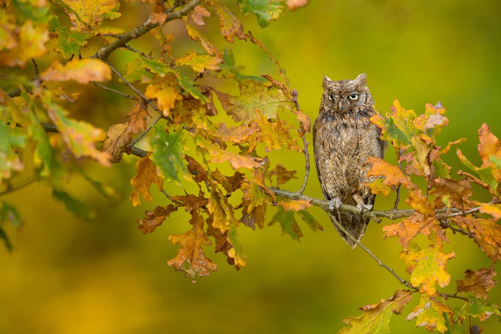 Watchful Forest Owl by Milan Zygmunt — canvas wall art