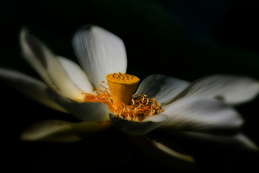 A Lotus, Softly by Travis Burgess — canvas wall art