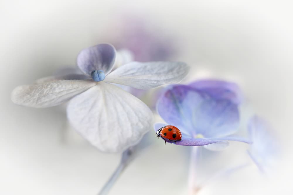 Gentle Ladybug on Hydrangea by Ellen van Deelen — canvas wall art