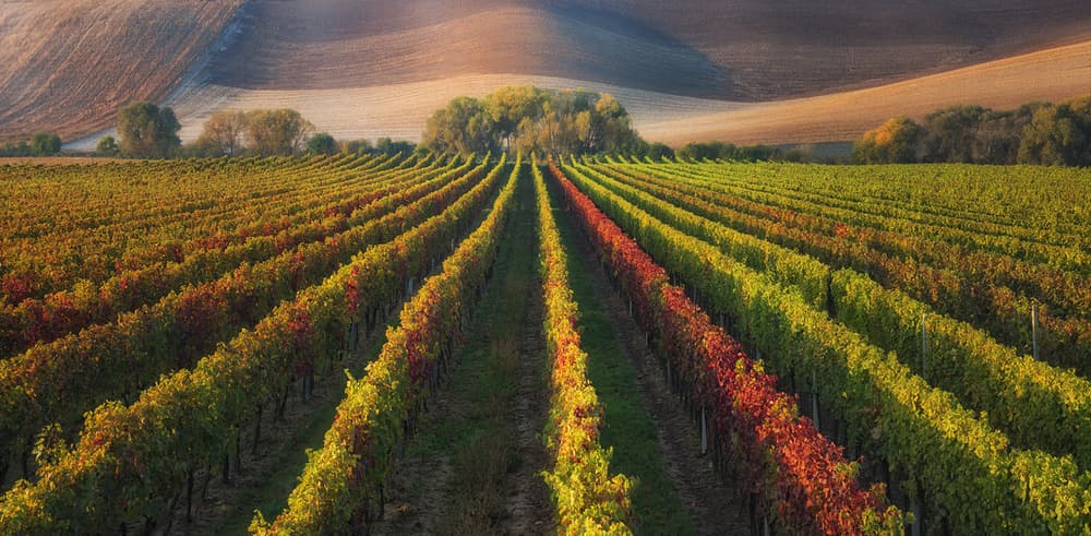 Vibrant Autumn Vineyard by Ales Komovec — canvas wall art